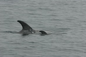 Risso's dolphins have a tall, curved dorsal fins and a bulbous head with no beak